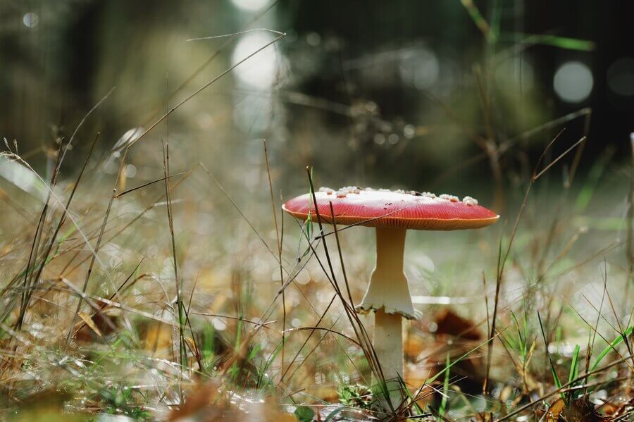 selective focus shot single red toadstool mushroom forest 181624 51990